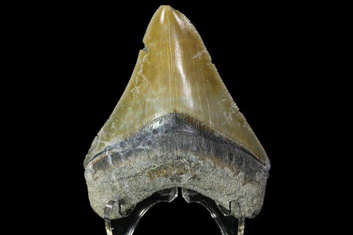 Colorful,  Bone Valley Megalodon Tooth - Florida #84156
